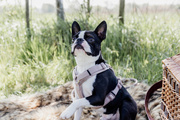 Szelki dla psa Kentucky Dogwear Active Velvet
