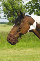 Kaganiec dla konia EQUITHÈME