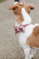 Kokarda do obroży dla psa Kentucky Dogwear Velvet