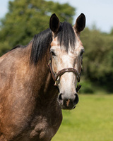 Kantar skórzany QHP Lupine