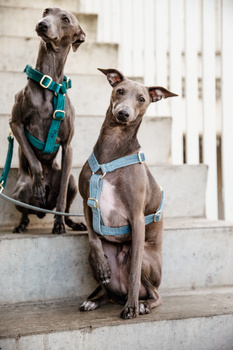 Szelki dla psa Kentucky Dogwear Loop Velvet