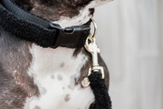 Obroża dla psa Kentucky Dogwear Teddy
