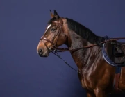 Wytoczek Howlett Dy'on New English Collection NE07I