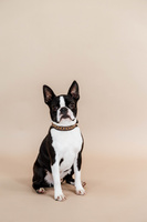Obroża dla psa Kentucky Dogwear Pearls