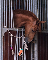 Zabawka dla konia QHP