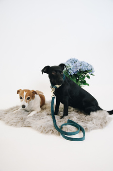 Smycz dla psa Kentucky Dogwear Velvet - 120 cm