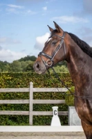 Ogłowie z nachrapnikiem szwedzkim Dy'on Dressage Collection NEDCAM