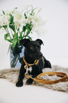 Obroża dla psa Kentucky Dogwear Velvet