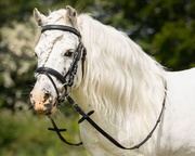 Ogłowie dla kucyka QHP Beli