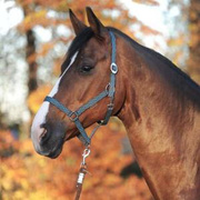 Kantar Kavalkade Simple