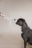 Zabawka dla psa Kentucky Dogwear Pastel Boomerang