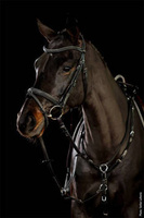 Ogłowie z nachrapnikiem kombinowanym Schockemöhle Sports Tokyo Fancy Select