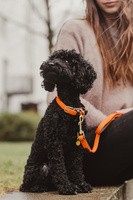 Obroża dla psa Kentucky Dogwear Plaited Nylon