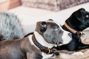 Obroża dla psa Kentucky Dogwear Pearls