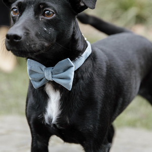 Kokarda do obroży dla psa Kentucky Dogwear Velvet