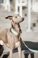 Obroża dla psa Kentucky Dogwear Jacquard