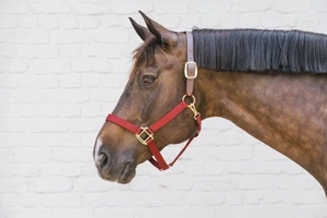 Kantar bezpieczny Kentucky Horsewear Breakaway