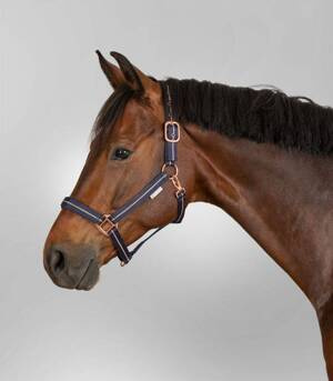 Kantar Waldhausen Rose