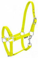 Kantar źrebięcy York