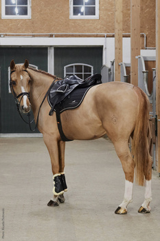 Czaprak skokowy Schockemöhle Sports Power Pad