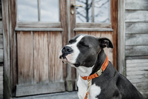 Obroża dla psa Kentucky Dogwear Velvet